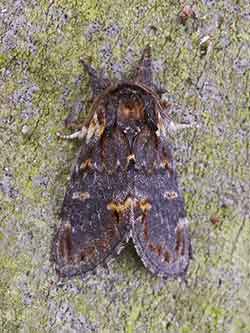 Iron Prominent